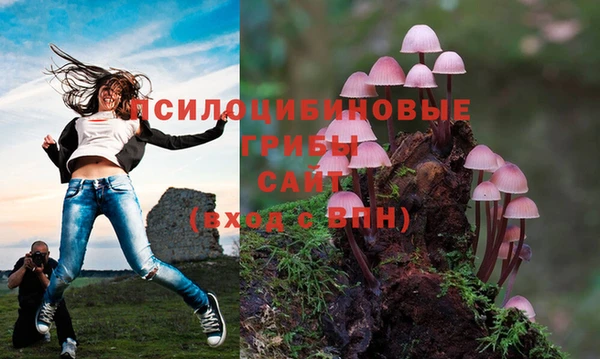 гашик Белокуриха